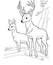 Deer Coloring Page Wild Animal Buck Deer Coloring Pages And Kids Deer Coloring Pages Animal Coloring Pages Animal Coloring Books