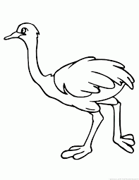 The ostrich is the largest surviving bird on the planet and lives on the african continent. Ostrich Coloring Pages