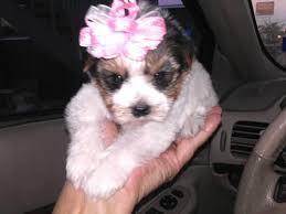 Maybe you would like to learn more about one of these? Beautiful Parti Yorkie Puppies For Sale In La Porte Texas Classified Americanlisted Com