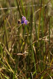 Image result for Disa baurii