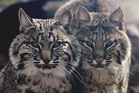 The bobcat is a member of the felidae cat family in the lynx group. The Bobcat Resilient Predator Of North America The Ark In Space