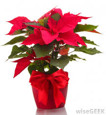 Maybe you would like to learn more about one of these? Which Flowers Are Good For Use In Wedding Bouquets
