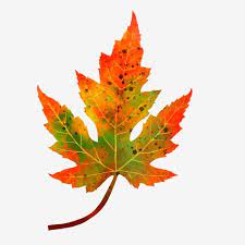 Autumn And Winter Maple Leaves Hand Drawn Plant Simple Maple Leaf Clipart Autumn And Winter Maple Leaf Png Transparent Clipart Image And Psd File For Free Do Fall Leaves Drawing Maple