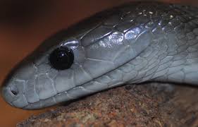 Sie lebt in afrika, ist groß, bis zu drei meter lang, reptil mit einer schmutzigen olivfarbenen oder grauen farbe. Http Www Reptilienzoo At Wp Content Uploads 2015 12 Minimax 5 Pdf
