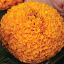 Maybe you would like to learn more about one of these? Orange Marigold Seed At Rs 1700 Packet Hybrid Marigold Seeds Id 18392501912