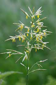 Check spelling or type a new query. Bromus Inermis Wikipedia