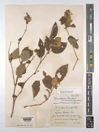 Image result for Phaulopsis sangana