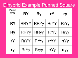 For example, because yellow is the dominant pea color trait, alleles. Dihybrid Crosses And Other Patterns Of Inheritance Ppt Download