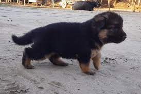 More images for german shepherd puppies in pakistan » Long Coat German Shepherd For Sale In Rawalpindi