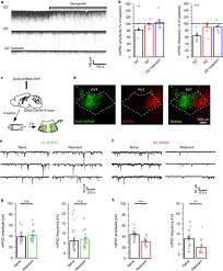 activation of d2 like dopamine receptors both mimics and is