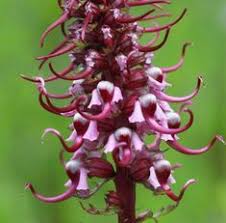Pink Elephant Head Pedicularis Pink Elephant Elephant Head Flower Seeds