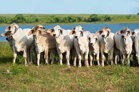 Brahman Calves For Sale In Texas Buy Brahman Calves