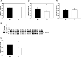 We did not find results for: Expression Of Oct2 Is Reduced In Ckd Mice A C Whole Kidney Tissue Download Scientific Diagram