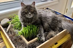 Jardin De Chat Jardin D Hiver Jardins Chat