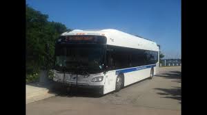 Image result for Maerua bussei