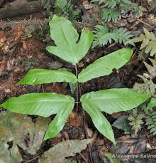 Image result for Tectaria