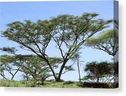 Image result for Acacia tortilis