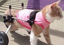 Cut axle shield 6 inches insert bolts. Cat Wheelchair Made In The Usa K9 Carts