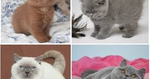 British Shorthair British Shorthair Cattery British Shorthair Kedi Ingiliz Kedisi Scottish Fold Sat Scottish Fold British Shorthair Kittens Kitten For Sale