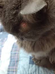 Hematoma auris occurs when blood collects in the outer ear. Small Red Spot Appeared In Front Of My Cats Ear Today She S About 6 Years Old And My Only Cat She S 100 Inside And My Only Cat She Doesn T Seem Bothered If