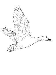 Coloriage Oie Des Neiges Qui Vole Coloriages A Imprimer Gratuits Oie Des Neiges Coloriage A Imprimer Gratuit Coloriage