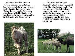 A baby whale is a calf, his mother is a cow and his father is a bull, and together, the family is a pod. Camel Breeding Vocabulary Colt