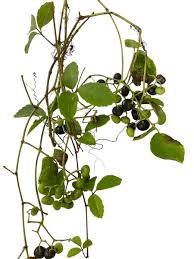 Image result for Cayratia gracilis