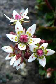 These wild unusual flowers have beautiful chequered petals that look like snakeskin. Stjornusteinbrot Saxifraga Stellaris Strange Flowers Unusual Flowers Beautiful Flowers