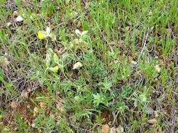 Image result for Argyrolobium fischeri