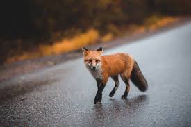 There are several endangered animals in indonesia. Wildlife In Germany Animals Around The Globe