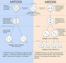 Meiosis Versus Mitosis This Chart Brings Back Bio Class Nightmares Biology Cells Nursing Process Of Flowchart Biologieles Mitose Het Menselijk Lichaam