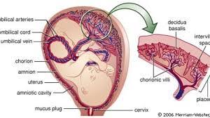 Salah satu langkah yang bisa anda lakukan adalah mengambil waktu istirahat total. Plasenta Adalah Pengertian Struktur Fungsi Gambar