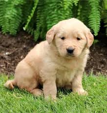 There were a number of pregnant females in the assorted golden retriever and lab mixes and in total we had more than 60 dogs under our care here in nashua. Golden Retriever Puppies For Free Adoption Posts Facebook