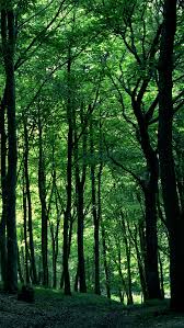 Through the blue green forest photo by slawecki pixdaus. Best Yellow Iphone Wallpapers Free Hd