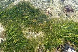 Image result for Zostera capensis