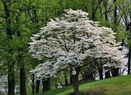Understory dogwood is a medium tree of about 40 feet with wispy stems. Flowering Dogwood Tree Cornus Floridus Beautiful Landscape Spring Flowers Winter Berries Attract Songbirds Hardy Drought Tolerant Dogwood Trees Deciduous Trees Flowering Trees