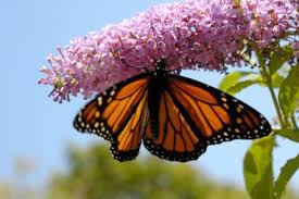 The best way to attract butterflies and hummingbirds is to have a variety of plants that are covered profusely with sweet nectar flowers. How To Attract Butterflies