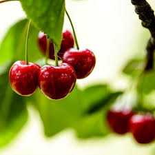 Cerisier Nain Autofertile Maynard Fruitier Delbard Cerisier Nain Arbuste Fruitier Arbre Fruitier