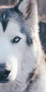 Puppies colorado springs miniature schnauzer puppies $400 colorado puppies for sale erie colorado free puppies montrose colorado puppies littleton colorado corgi puppies longmont colorado corgi puppies western colorado rehoming puppies colorado husky puppies adoption. Loki Is A Low Content Wolfdog Husky Arctic Wolf Malamute Living In Colorado Where The Adventures Never End Wolf Dog Dog Names Wild Dogs