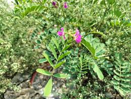 Image result for Tephrosia purpurea
