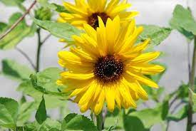 Now easily send flowers in india. 10 Yellow Flowers Anyone Can Grow Blog Nurserylive Com Gardening In India