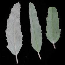 Image result for Melhania virescens