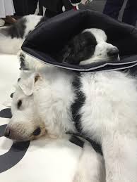 Here are ochoas steps to put a dog cone on securely. Guilt Wracked Pet Owners Try Making The Cone Of Shame More Comfortable Wsj
