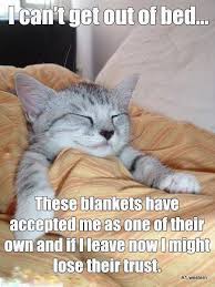 We created a parent category called cat memes we will post more clean cat memes. 75 Mystical Creatures Ideas Funny Cat Memes Cute Animals Funny Animals