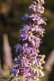 Image result for Vitex thyrsiflora