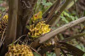 Image result for Curculigo pilosa