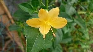 Image result for Barleria tanzaniana
