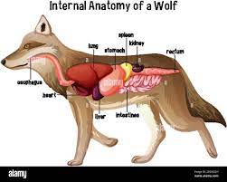 Internal Anatomy of a Wolf illustration Stock Vector Image & Art - Alamy