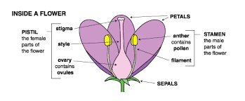 Check spelling or type a new query. File Reproductive Organs In Flowers Gif Wikipedia