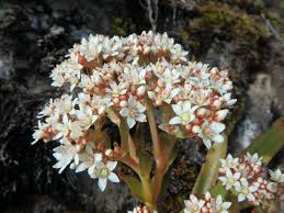 Image result for Crassula alba